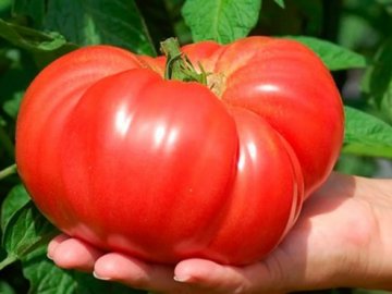 На Вінниччині встановлять пам’ятник томату