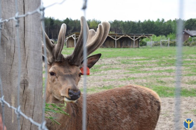 Як на Волині розводять оленів. ФОТО