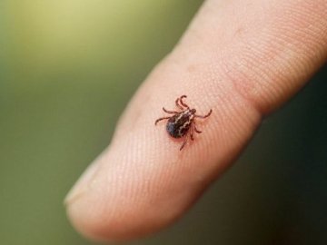 Де на Волині можна дослідити кліщі на збудників небезпечних хвороб і скільки це коштує
