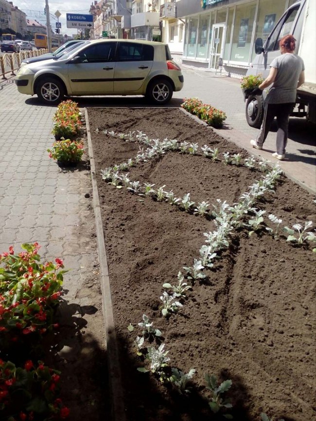 У Луцьку комунальники висаджують квітники. ФОТО