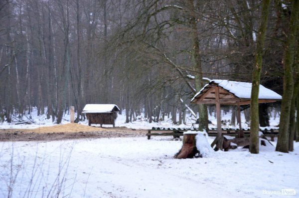 Як у «Цуманській пущі» рахували зубрів 