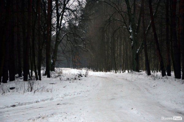 Як у «Цуманській пущі» рахували зубрів 