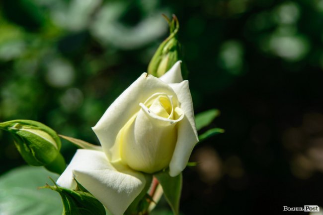 Літні пахощі: головний собор Луцька тоне в трояндах. ФОТОРЕПОРТАЖ