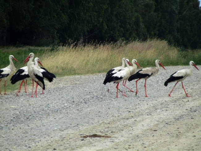 Волинський священик показав, як підросли церковні лелеки. ФОТО