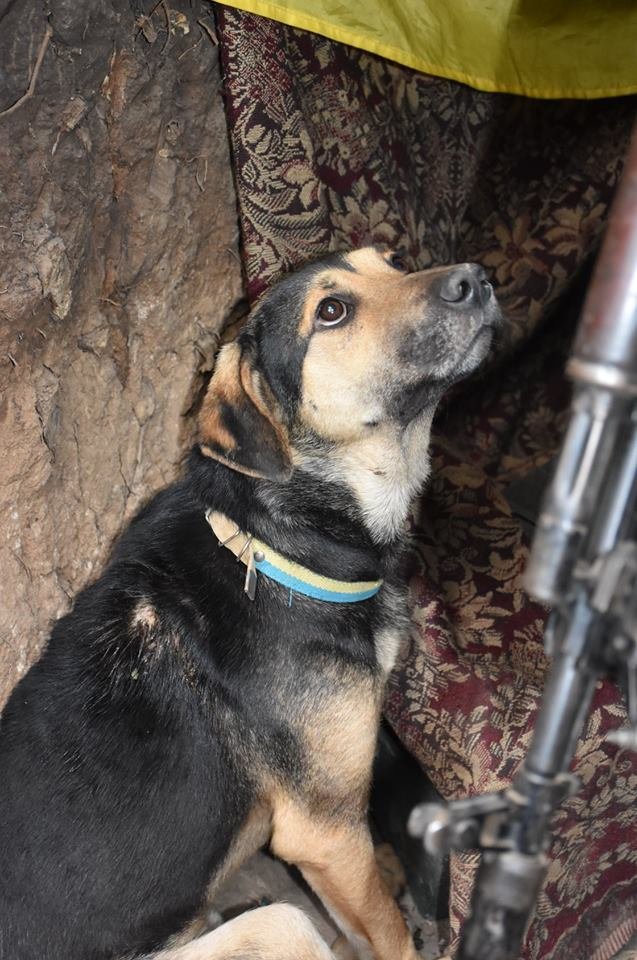 Воїни волинської бригади врятували пораненого собаку. ФОТО