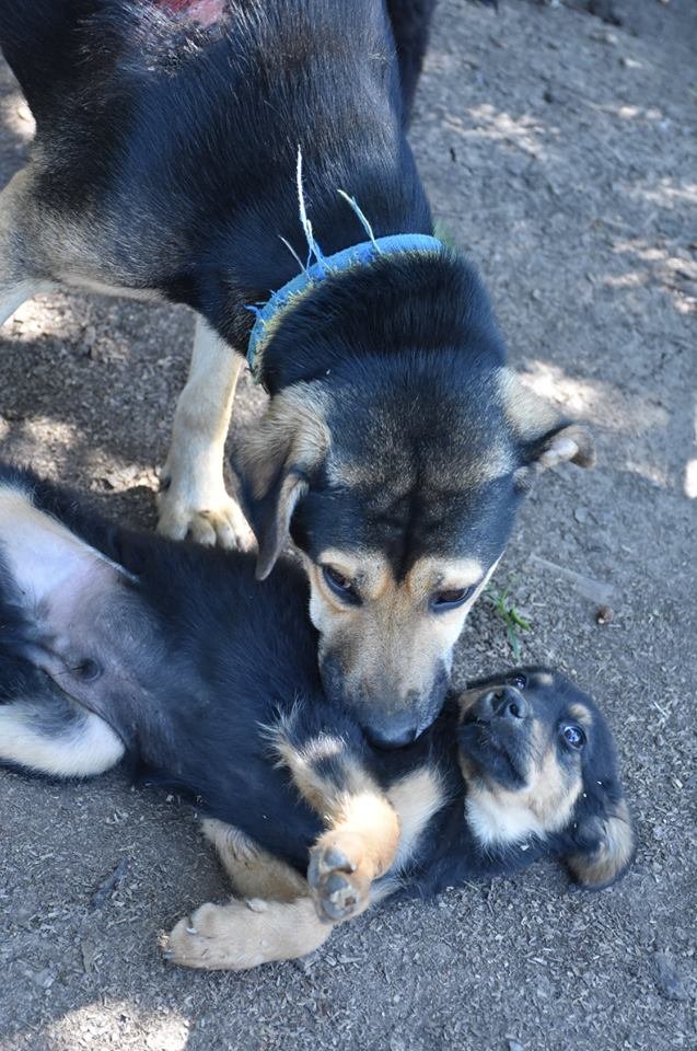 Воїни волинської бригади врятували пораненого собаку. ФОТО