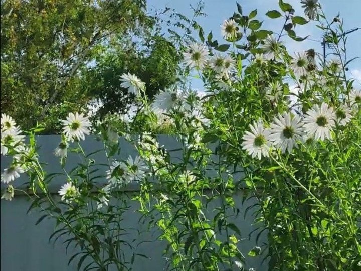 Посадіть цей багаторічник у листопаді — і він цвістиме без упину від весни до глибокої осені