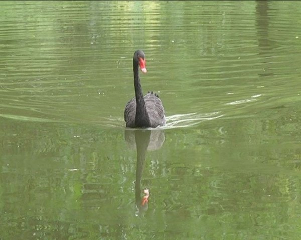  У луцькому зоопарку прогнозують «бебі-бум». ФОТО. ВІДЕО
