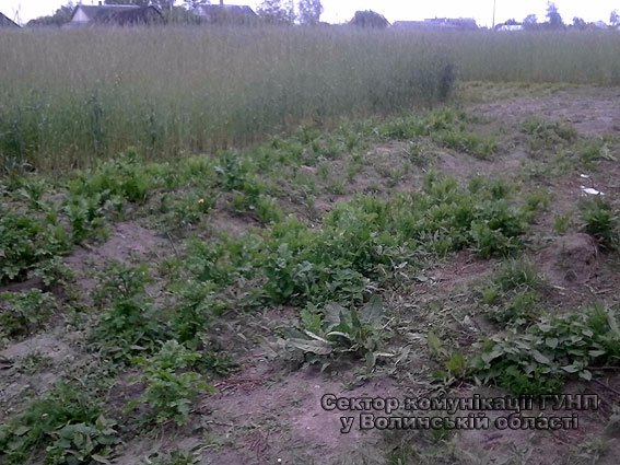 У Маневицькому районі молодик на подвір’ї вирощував наркотики. ФОТО