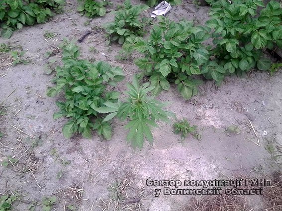 У Маневицькому районі молодик на подвір’ї вирощував наркотики. ФОТО