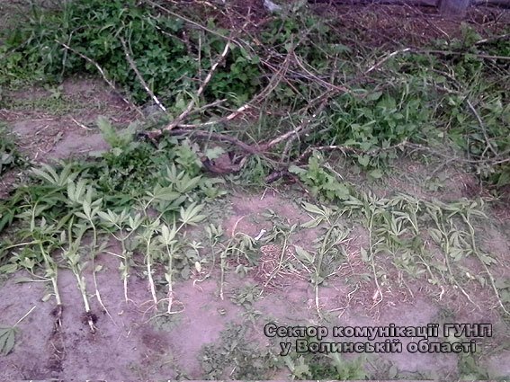 У Маневицькому районі молодик на подвір’ї вирощував наркотики. ФОТО