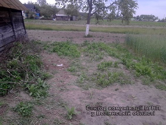 У Маневицькому районі молодик на подвір’ї вирощував наркотики. ФОТО