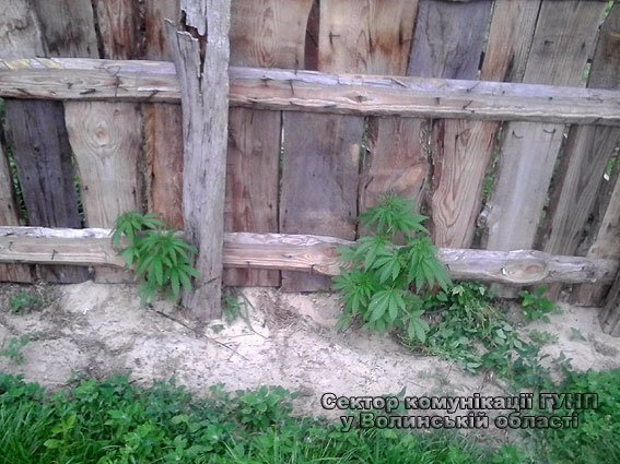 У Маневицькому районі молодик на подвір’ї вирощував наркотики. ФОТО