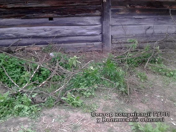 У Маневицькому районі молодик на подвір’ї вирощував наркотики. ФОТО