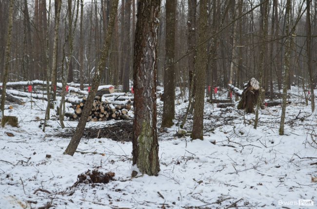 Жнива у зимовому лісі: як на Волині заготовляють деревину. ФОТО