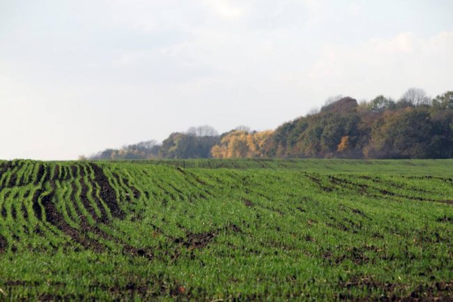 Осінні пейзажі Волинської височини: неймовірні фото