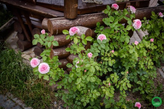 Квіти Луцького зоопарку: 37 дивовижних фото