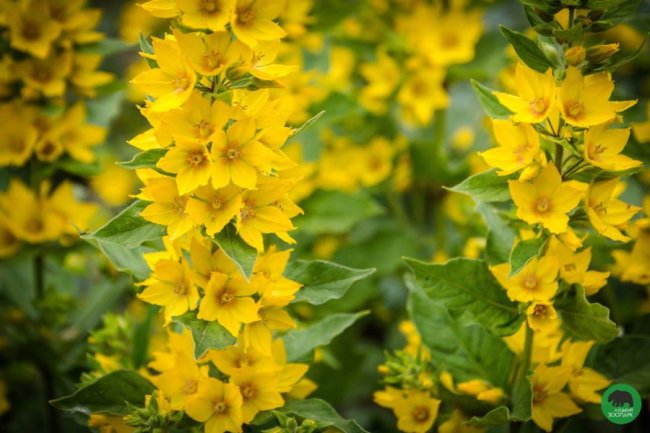 Квіти Луцького зоопарку: 37 дивовижних фото