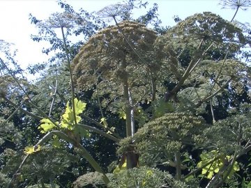 Через опіки небезпечною рослиною до лікарні звернулося двоє волинян. ВІДЕО