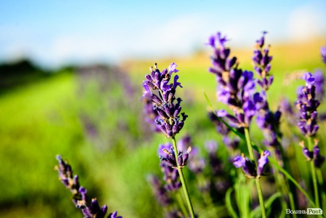 «Це – наша третя дитина»: на Волині подружжя створило лавандову плантацію. ФОТО