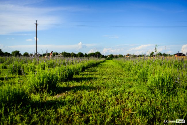 «Це – наша третя дитина»: на Волині подружжя створило лавандову плантацію. ФОТО
