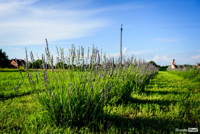 «Це – наша третя дитина»: на Волині подружжя створило лавандову плантацію. ФОТО