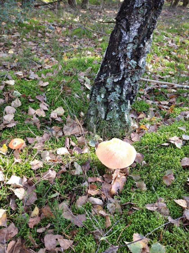 Волинські грибники у соцмережах хизуються чималим «уловом». ФОТО