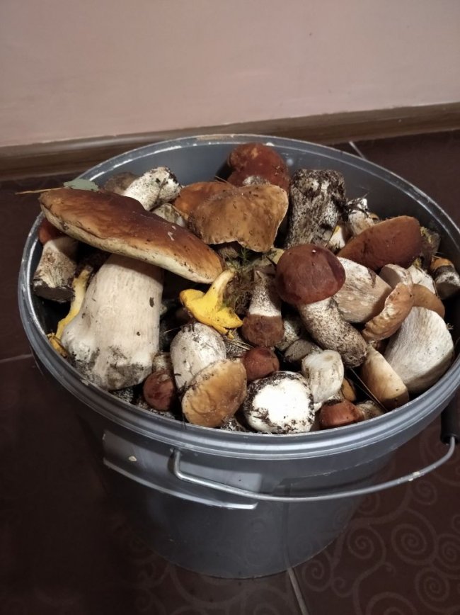 Волинські грибники у соцмережах хизуються чималим «уловом». ФОТО