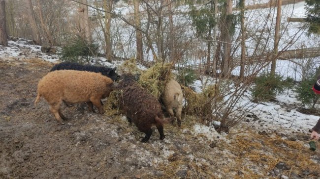 Фермер з Волині вирощує кучерявих свиней. ФОТО