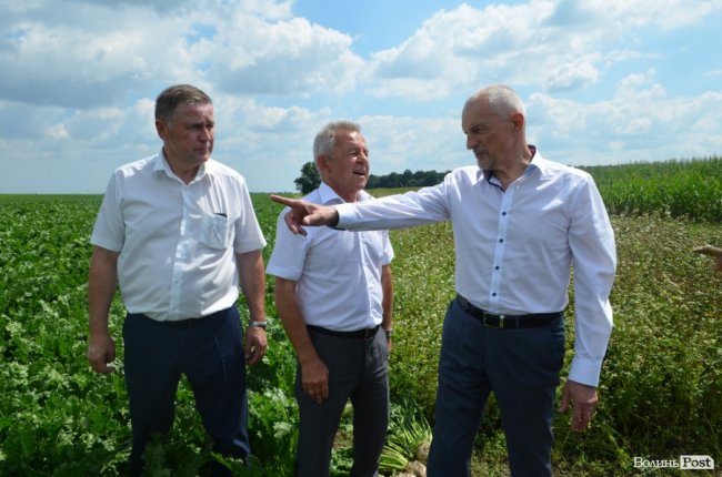 На Волині вирощують гігантські буряки. ФОТО