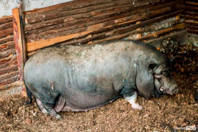 Рік Свині: милі п'ятачки луцького зоопарку. ФОТО