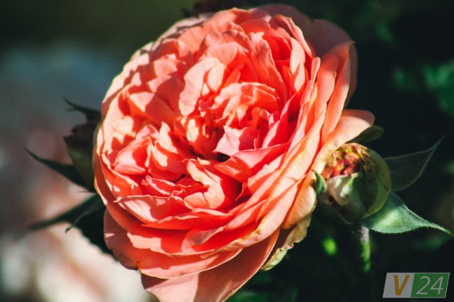 Рожеві, білі і червоні: у центрі Луцька зацвів трояндовий сад