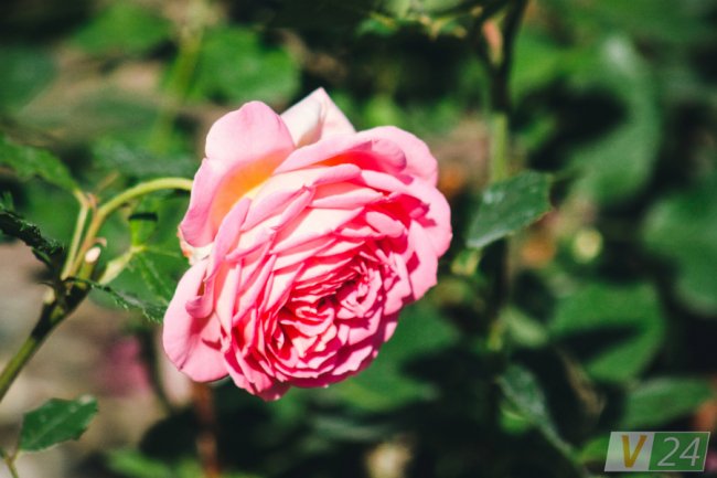 Рожеві, білі і червоні: у центрі Луцька зацвів трояндовий сад