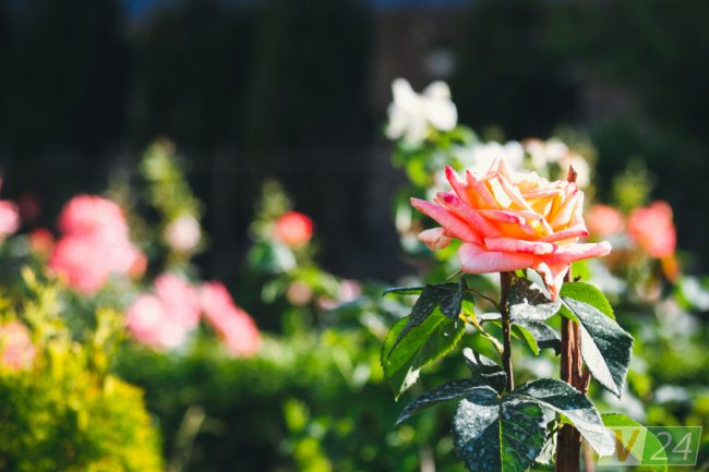 Рожеві, білі і червоні: у центрі Луцька зацвів трояндовий сад