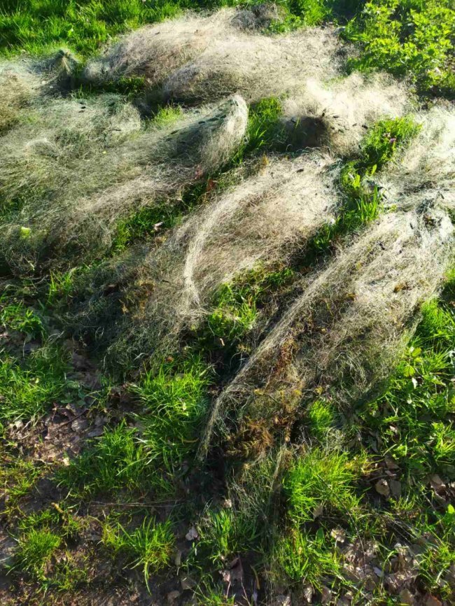 На Волині рибні браконьєри завдали шкоди на понад 40 тисяч гривень