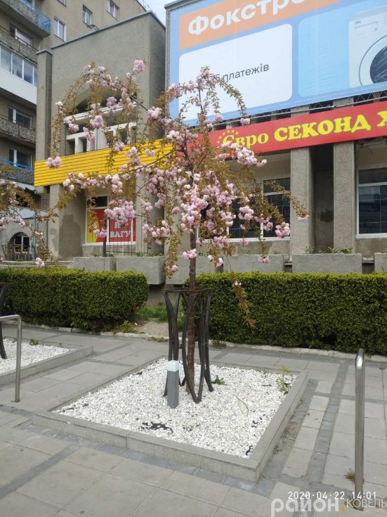 Показали, як у Ковелі цвітуть сакури. ФОТО