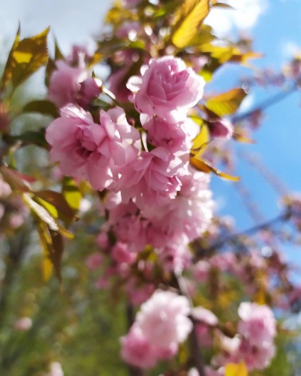 Показали, як у Ковелі цвітуть сакури. ФОТО
