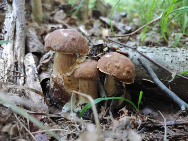 Волинські грибники у соцмережах хизуються чималим «уловом». ФОТО