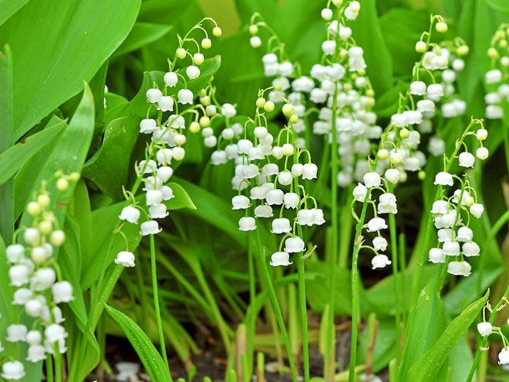 16 травня на Волині: гортаючи календар