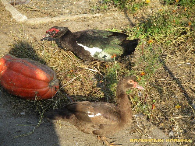 Волинянин вирощує екзотичних птахів. ФОТО