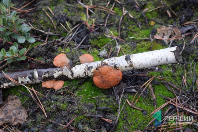 Експеримент на Волині: у лісах посадять новий вид дерев