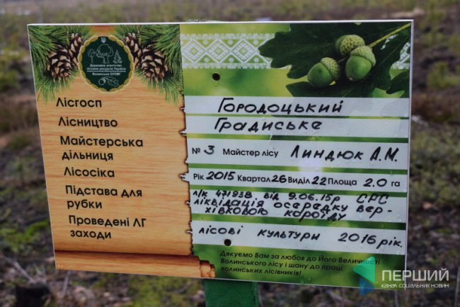 Експеримент на Волині: у лісах посадять новий вид дерев