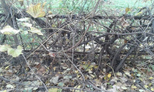 Луцькі муніципали  «борються» з незаконними огорожами