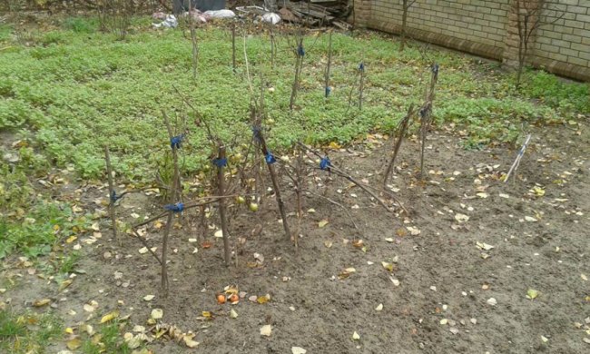 Луцькі муніципали  «борються» з незаконними огорожами