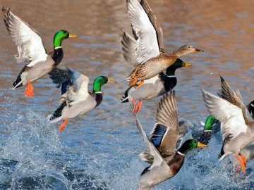 На Волині розпочинається сезон полювання на пернатих: екоінспектори посилять контроль