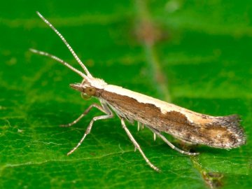 На Волині рослини атакує небезпечний шкідник