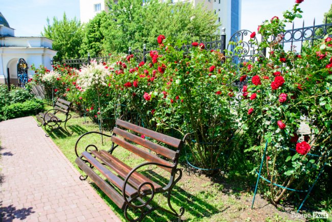 Літні пахощі: головний собор Луцька тоне в трояндах. ФОТОРЕПОРТАЖ