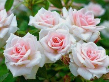 Засудили злодія-рецидивіста, який вкрав кущі квітів у волинського підприємця