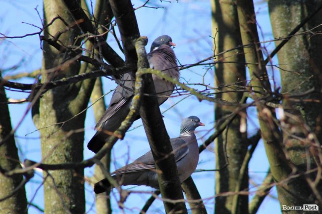 Пасхальні дні у Луцьку. ФОТО