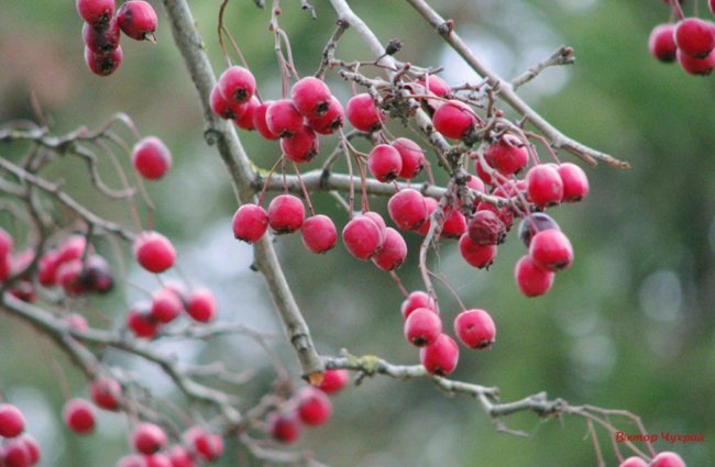 Луцький фотограф поділився світлинами морозного листопаду